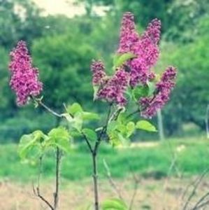 Meet your Posher, Kris